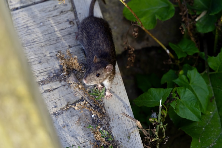 Rat — dératisation par J.T.S Alsace